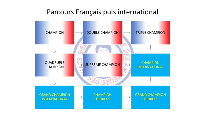 Cursus France International