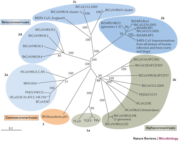 Famille des Coronavirus