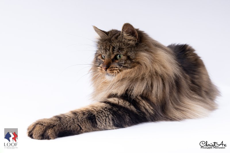 nourk 3 6852946373bb9