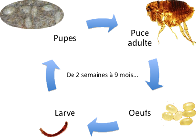 Cycle de vie d'une puce